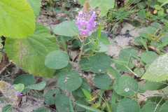 Uraria lagopus var. neglecta